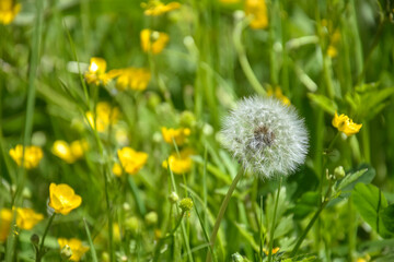 One dandelion on background of green lawn. Warm, soft lighting envelops fluffy landscape with rich, airy glow. Mesmerizing abstract textural landscape. Copy space.