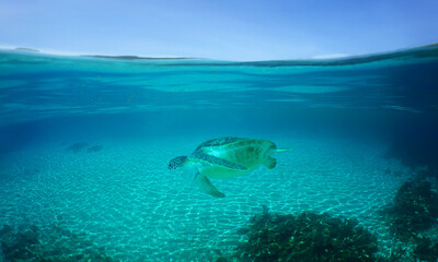 a sea turtle on a reef  in the caribbean