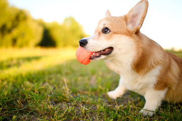 Playful corgi dog happily plays with red ball in green grass on walk. Concept for pets, products and toys for dogs