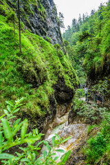 stream in the forest