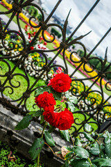 flower in the garden