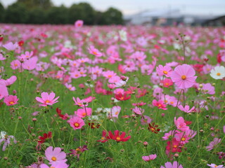 コスモス