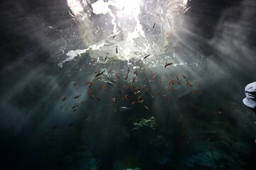 水面を見上げる