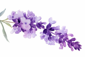 lavender flower watercolor isolated on white