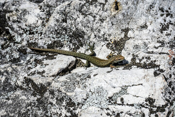 lizard on the stone