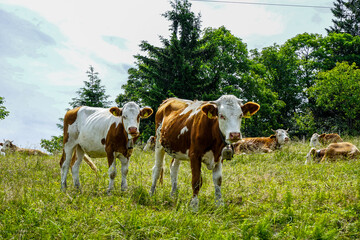 cows in the field