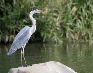 Grey Heron standing on the rock in river.