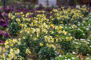 色とりどりの花壇