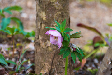 美しいクリスマスローズ