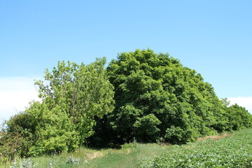 A group of trees in a field