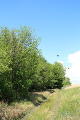 A grassy field with trees and a blue sky