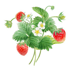 Red strawberry with white flowers bush handdrawn watercolor illustration. Food art, fresh botanical realistic painting. Summer sweet berry clipart for restaurant, cafe menu, farm goods, vegan products