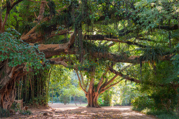 paisagem do parque com muitas árvores