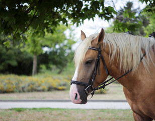 Fototapeta premium beautiful adult horse with a blond mane in the park