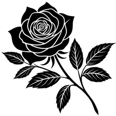 vector illustration of rose flower