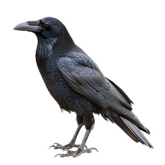 A detailed close-up of a solitary raven perched, showcasing its glossy black feathers and intense gaze against  isolated on transparency PNG background.