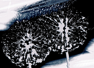 Dekor © helmut Schmidt