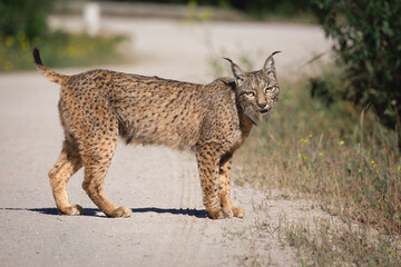 Iberian lynx crossing a road back with its cubs.