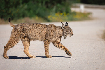 Iberian lynx crossing a road back with its cubs. © jesus