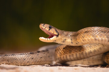 close-up of a ladder snake found in the Sierra de Andújar.