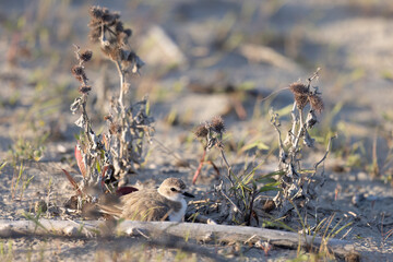 Kentish pover (Anarhynchus alexandrinus) nest, Abruzzo, Italy.
