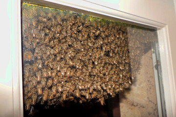 A swarm of approximately 25,000 wild bees (Apis mellifera) forming a hive in between a glass door and the external shutters in a bedroom necessitating the need of an apiarist to remove the swarm
