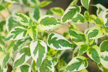Variegated Leaves of Asystasia gangetica