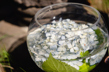 ガラスに入ってる紫陽花