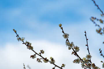 空と梅の花