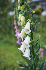 Naparstnica, Digitalis L. © Marcin Łazarczyk