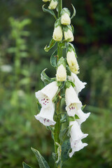 Naparstnica, Digitalis L. © Marcin Łazarczyk