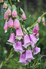 Naparstnica, Digitalis L. © Marcin Łazarczyk