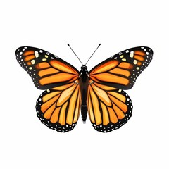 Obraz premium Beautiful colorful butterfly isolated over white background