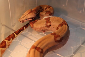 The Boa imperator sabogae, a subspecies of boa constrictor, is observed eating a white rat,...