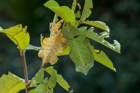 Dead leaf mantis. Leaf locust eating guava leaves. Leaf Insect the green Phylliidae sticking under a leaf and well camouflaged.