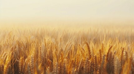 Obraz premium Abstract background of golden wheat ear in field