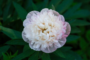 Paeonia officinalis Alba Plena in spring garden