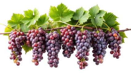 A close-up image of a bunch of red grapes hanging on a vine with green leaves, isolated on a white background