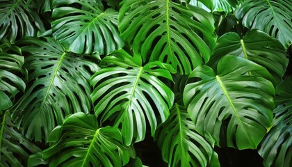 Discover an extensive collection of green tropical plant leaves on 