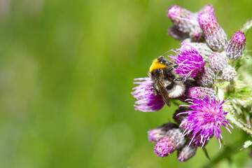 Humblebee or bumblebee eats nectar and pollen from flower, close up of insect, pollination of plants, bombus impatiens