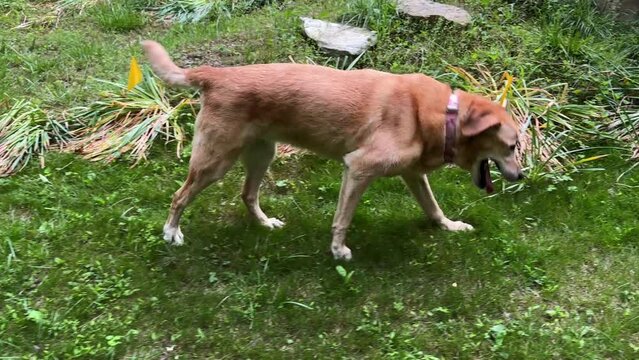 Injured golden labrador retriever limping with an injured leg.