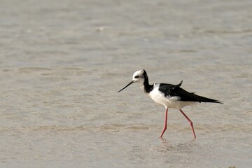 A pied stilt looking for a catch on a sea shore