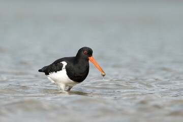 South Island Oystercatcher with a catch in its beak