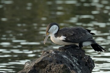 Little Pied Cormorant sitting on a rock