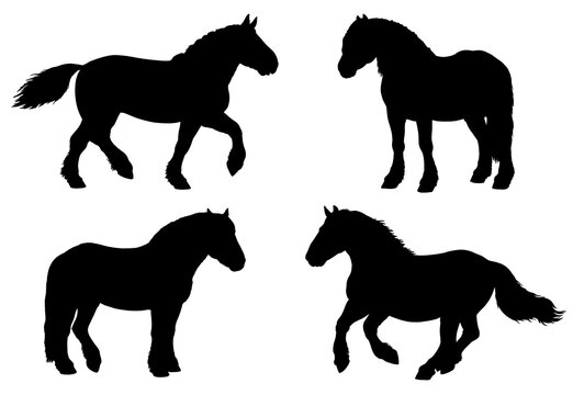 Black silhouette illustration with the draft horse. Silhouette of heavy horses. Horse portrait.	
