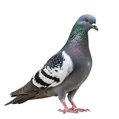 Close-up of a colorful pigeon standing, showcasing its vibrant feathers and natural beauty against a isolated on transparency PNG background. © nattapon