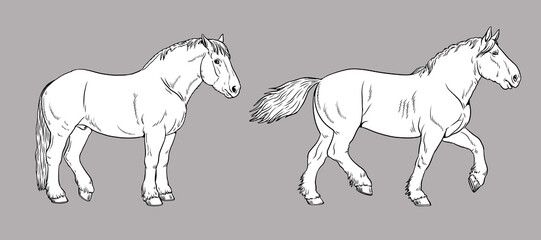 Illustration of the draft horse - Percheron. Silhouette of heavy horses.  © Lunstream