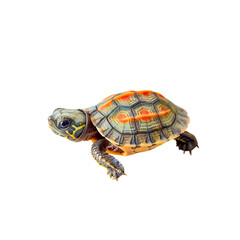 Obraz premium Tiny Baby Turtle Crawling Slowly on Clean White Background with Focus on Detailed Shell