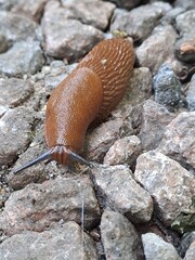 Brown slug crawls on gray stones close-up....