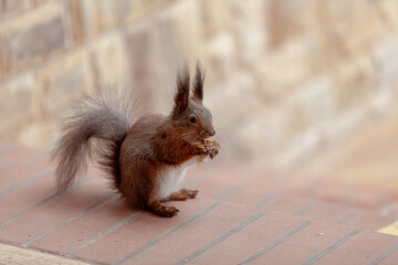 Red squirrel sitting on brick step close-up